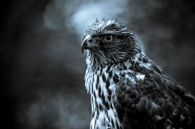 Black and white photograph of a sharp-eyed falcon on a foggy night