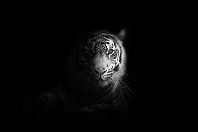 Retrato en blanco y negro de un tigre blanco descargar