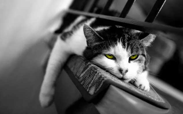緑の目をした猫の黒と白のポーズ HD 壁紙