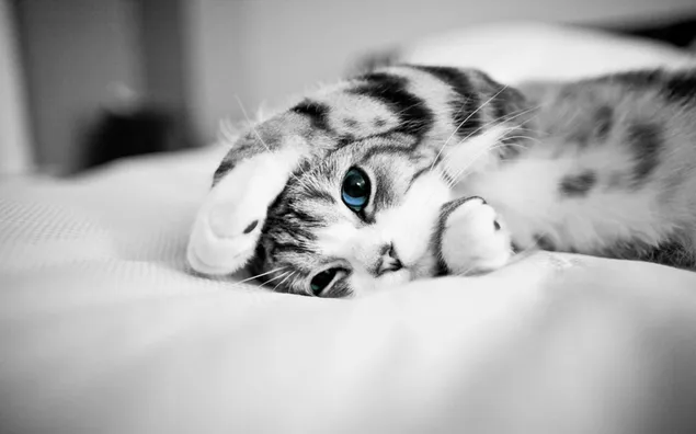 Pose en blanco y negro de un gatito con ojos azules 2K fondo de pantalla