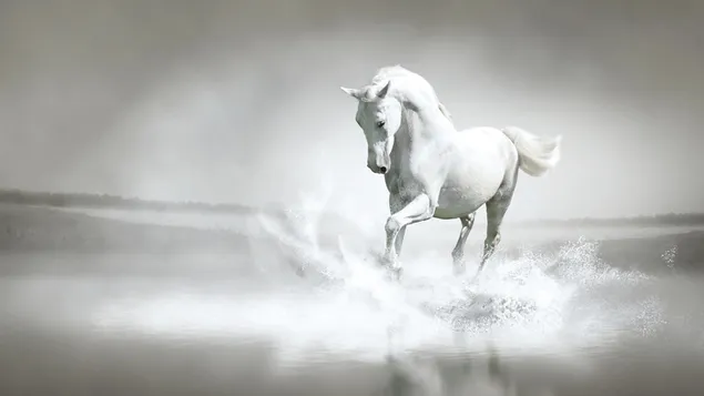 Zwart-wit pose van nobel wit paard in water 4K achtergrond