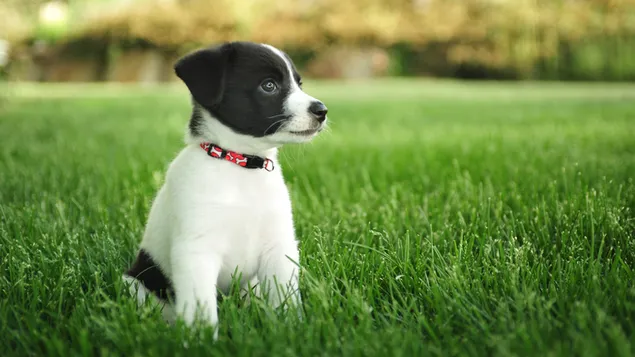 Cachorro blanco y negro sentarse en la hierba