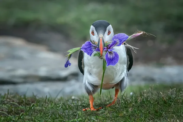 שחף אדום עיניים שחור ולבן רץ על דשא עם פרחים מול רקע מטושטש 4K טפט