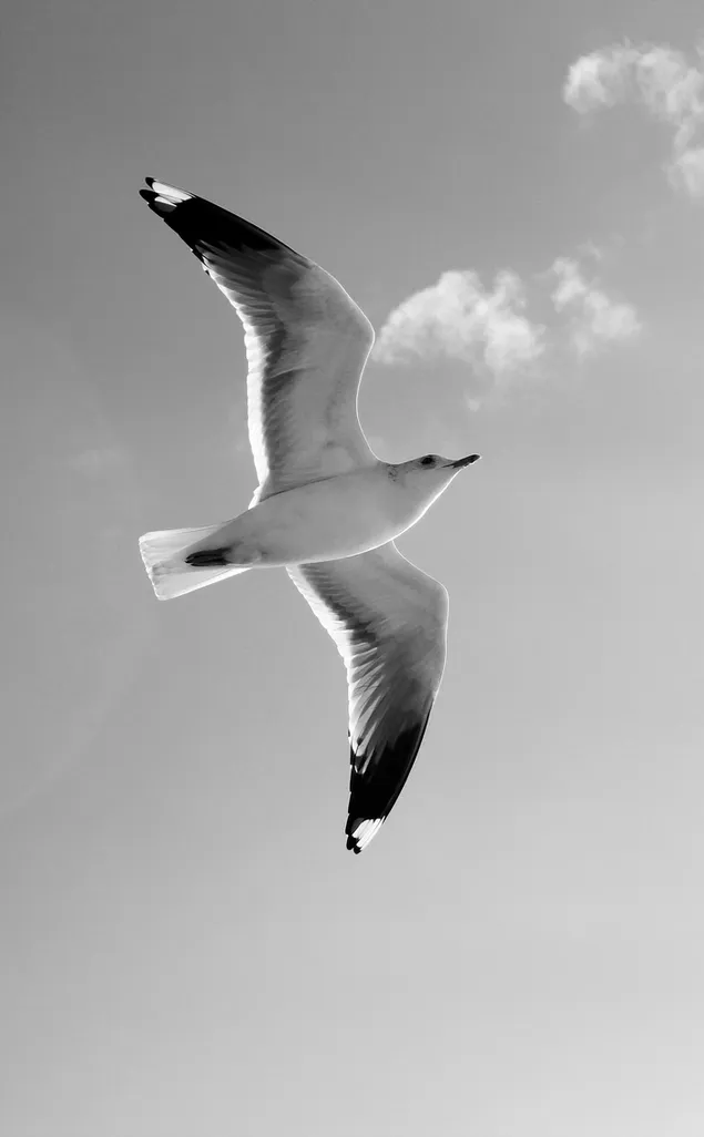 crno-bijeli galeb preuzmi