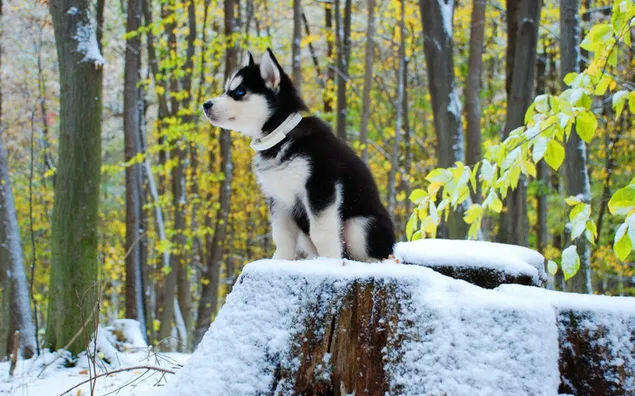 Zwart-witte Siberische husky-puppy HD achtergrond
