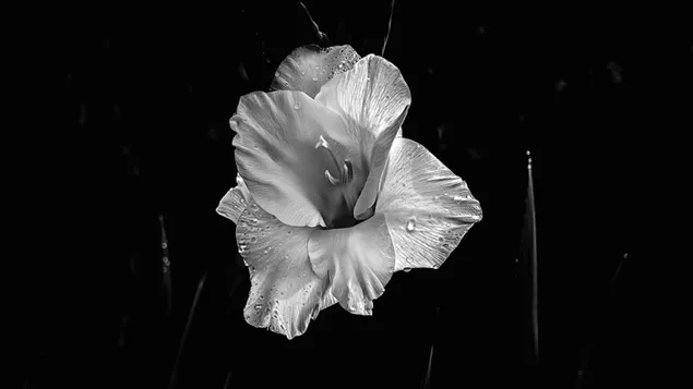 Flor única en blanc i negre al centre baixada
