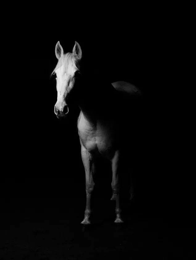 Zwart-wit weergave van wit paard 2K achtergrond