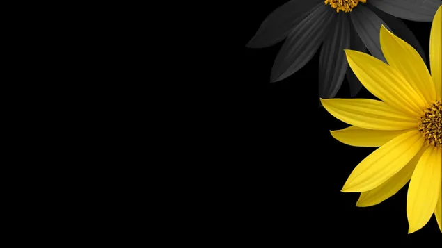 Black and Yellow Daisy HD wallpaper download Black and Yellow Daisy HD wallpaper download