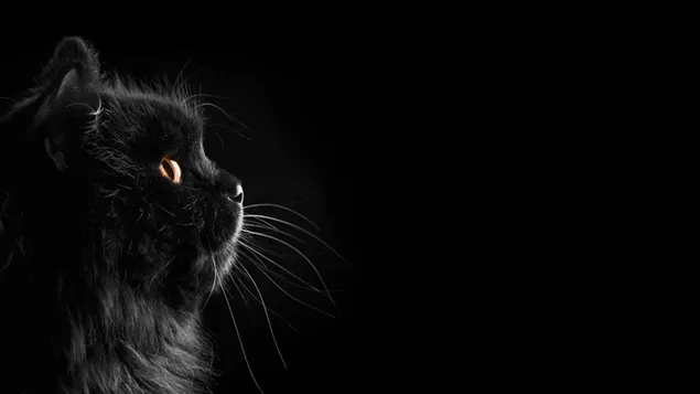 Gato negro fondo negro 4K fondo de pantalla