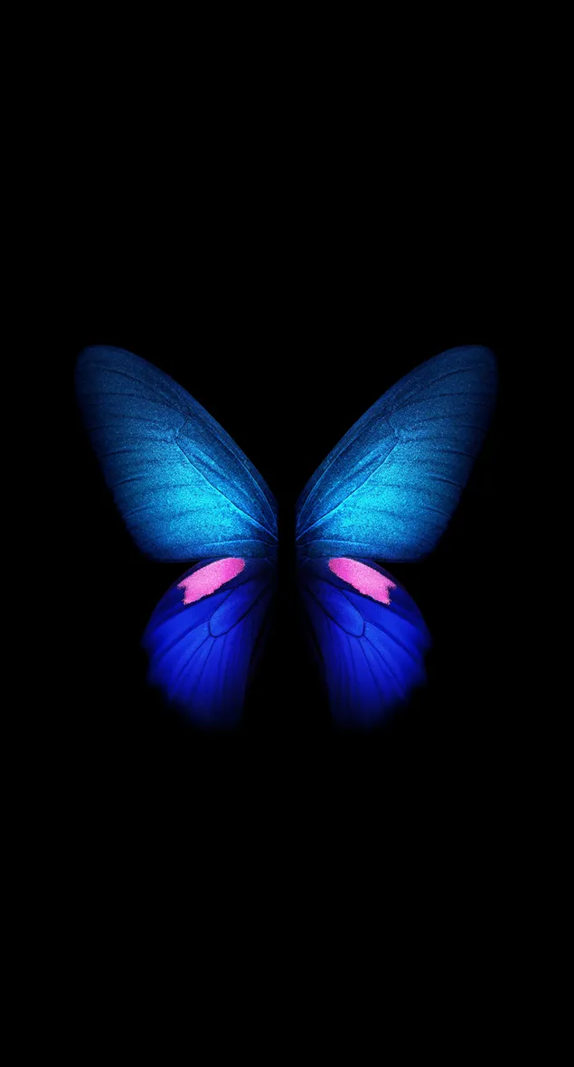 Butterfly in blue tones in front of black background 4K wallpaper download