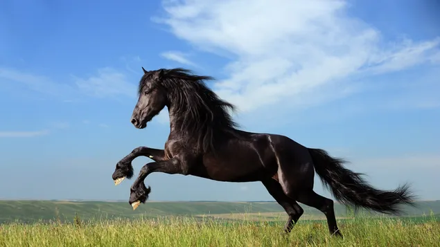Zwart mooi paard dat in de wei springt 4K achtergrond