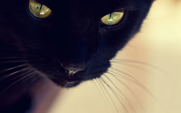 Wajah kucing kecantikan hitam unduhan
