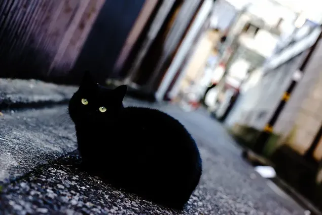 街の通りの黒猫 2K 壁紙