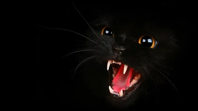 Zwarte kat open mond 4K achtergrond