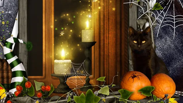 Zwarte kat wacht op halloween