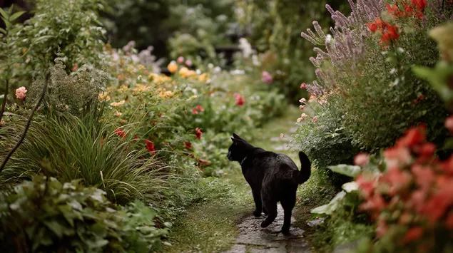 zwarte kat loopt over tuinpad door weelderig groen en bloemen download