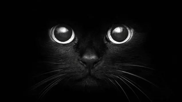 fondo de pantalla de gato negro descargar