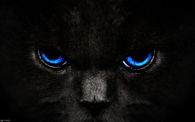 Zwarte kat met blauwe ogen download