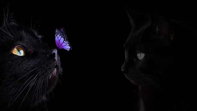 Gato negro con mariposa en la nariz 4K fondo de pantalla
