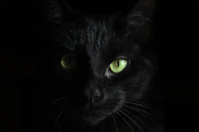 Schwarze Katze mit grünem Auge herunterladen