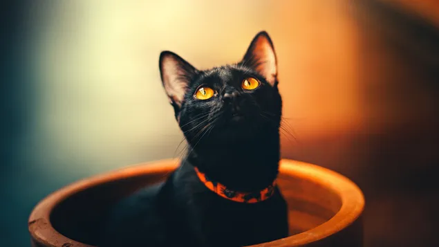 Gato negro con ojos naranjas 4K fondo de pantalla
