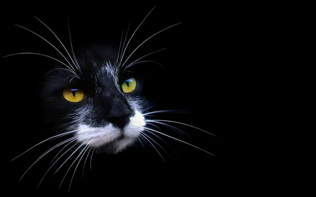 Zwarte kat met gele ogen en lange snorharen op een zwarte achtergrond
