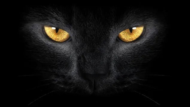 gato negro con ojos amarillos 2K fondo de pantalla