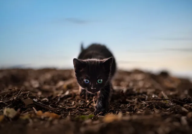 Black cute kitten with blue eyes walking on dirt road in front of sky