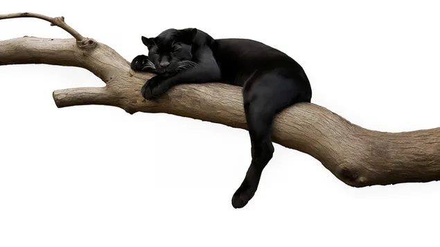 Црн јагуар одмара на гранка 2K тапет