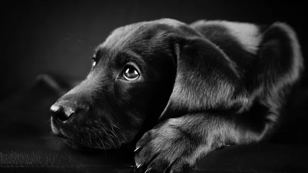 Zwarte Labrador retriever pup download