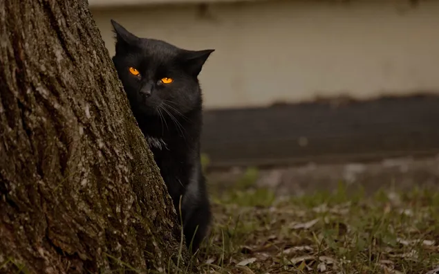majestuoso gato negro escondido detrás de un árbol HD fondo de pantalla