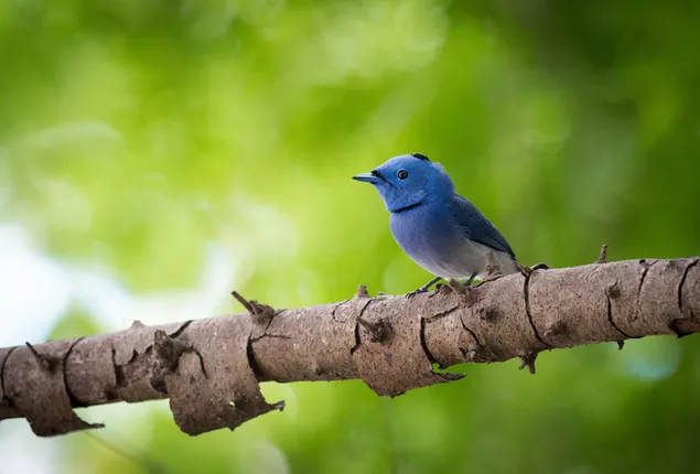 Black-Naped Monarch bird macro out of focus photo shoot