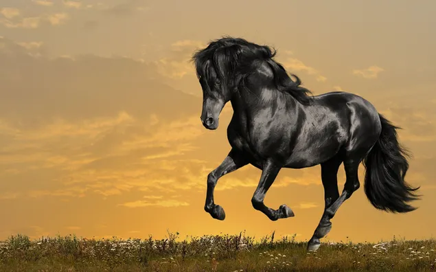 Kuda bangsawan hitam berlari di antara bunga dan rumput saat matahari terbit
