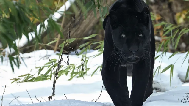 Pantera Negra (Jaguar) 2K fondo de pantalla