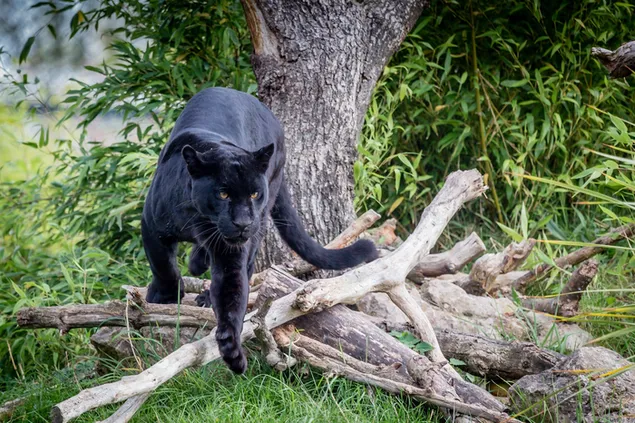 Чорна пантера готується до стрибка завантажити