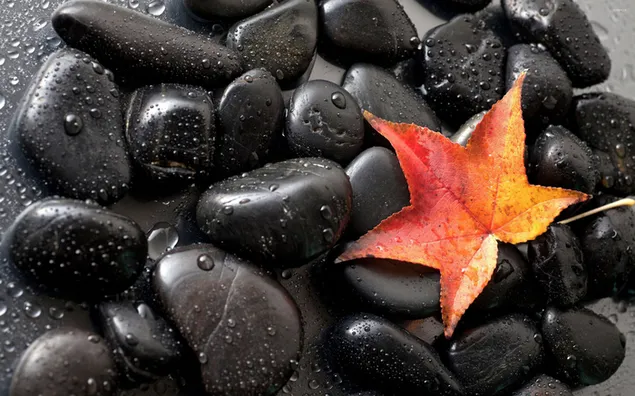 Black pebbles and maple in red tones in raindrops