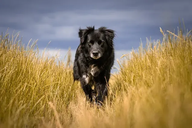 Perro mascota negro paseando por los campos 4K fondo de pantalla