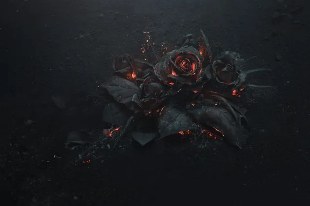 Hoa hồng đen minh họa tải xuống
