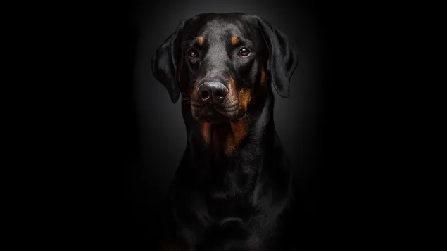 Swart Rottweiler Close-up aflaai