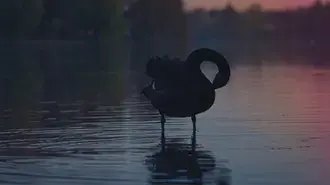 검은 백조 4K 배경화면