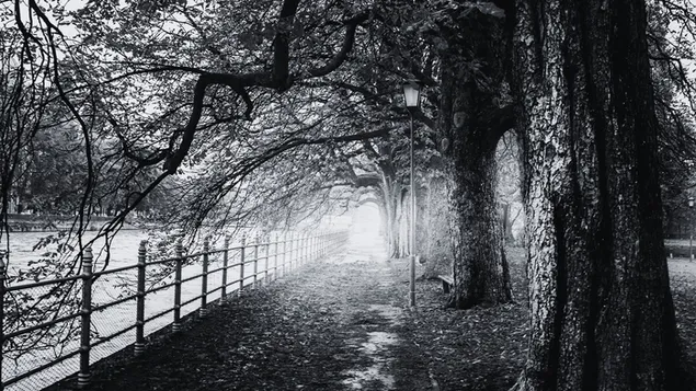 black & white - trad pa trottoaren under hosten ladda ner