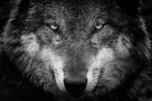 Black wolf gaze