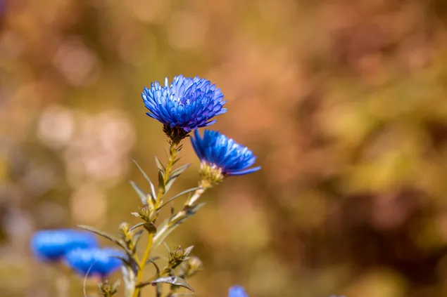Blaue Astern Herbst Blume