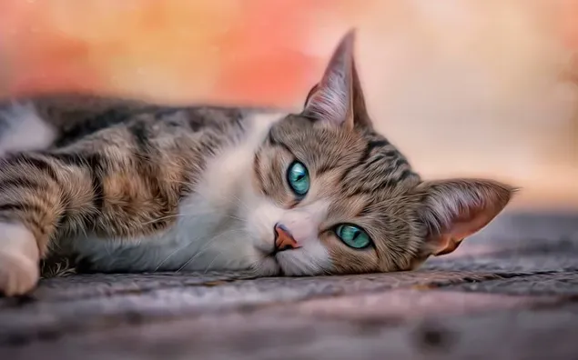 Blauwe ogen weergave van schattige witte bruine schattige kat liggend op houten vloer