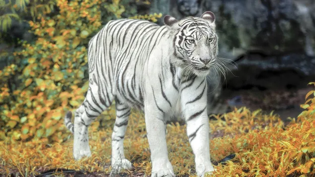 Tigër i zbardhur 2K sfond