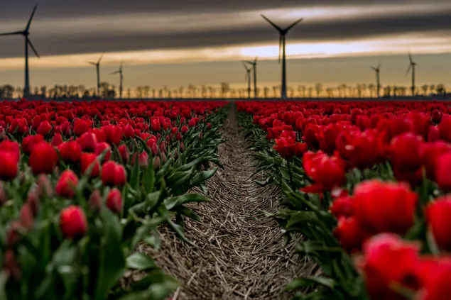 Blick auf ein Feld mit roten Tulpen und Windmühlen unter gelb getöntem Himmel