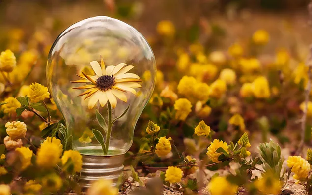 Bloeiende gloeilamp met natuurwetenschappelijk thema in een veld met gele bloemen download