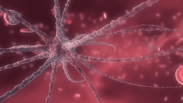 رگهای خونی کاغذدیواری  2K