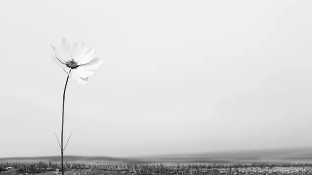 Tek Renkli Çiçeklenme: Yalnız Bir Çiçeğin Minimalist Bir Yakalaması 8K duvar kağıdı