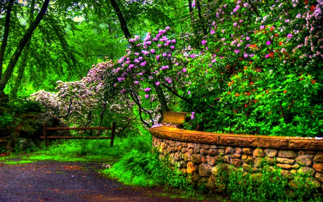  Blooming spring in the park download